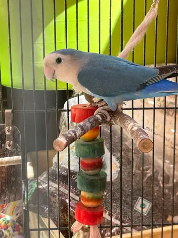 Love Bird