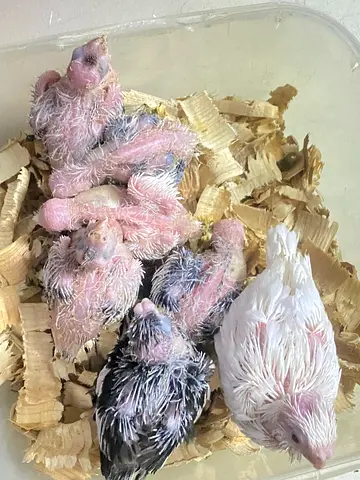 Coktail babies