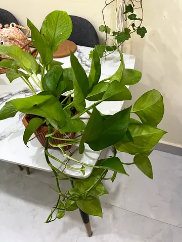 Healthy Golden Pothos (Epipremnum aureum) in Small Terracotta Pot — Ready to Replant