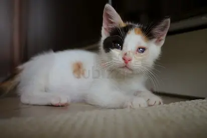 Free Kitty to a good home