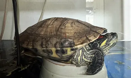 red eared turtle for adoption