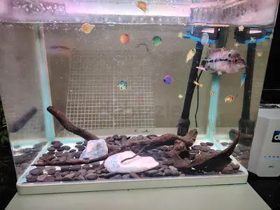Fish Tank Aquarium with accesories  Flowerhorn