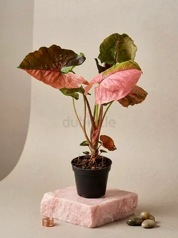 Syngonium Strawberry Ice