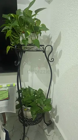 Urgent sale. Two plant stands with plants and pots
