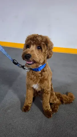 Young brown poodle puppy, friendly and trained on leash
