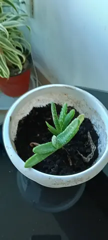 Plant