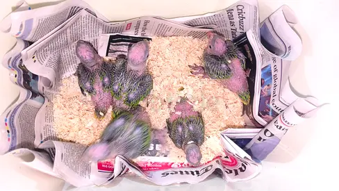 HOME BRED GREEN RING NECK CHICKS