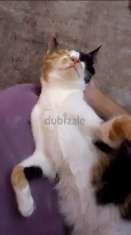 Pudding - most cuddly rescue kitty ever! vaccinated and spayed
