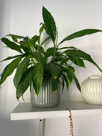 Spathiphyllum