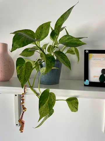 Pothos or money plant