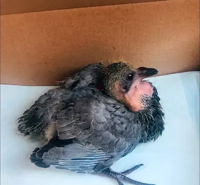 Baby pigeon
