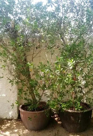 Two large outdoor potted climbing plants (ready for garden)