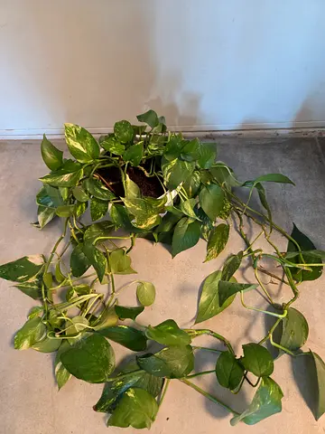 Healthy Golden Pothos (Epipremnum aureum)