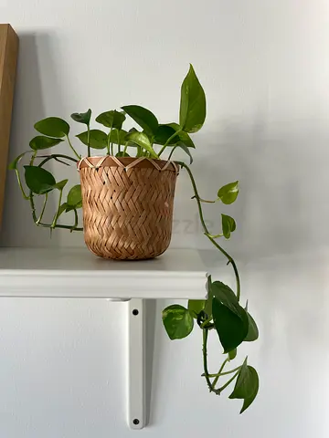 Money plant