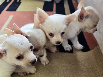 Chihuahuas