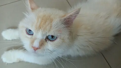 Meet beautiful Noor ✨
