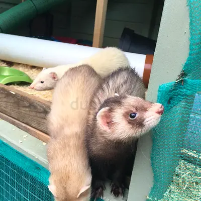 Traine and Playfull Ferret Pets