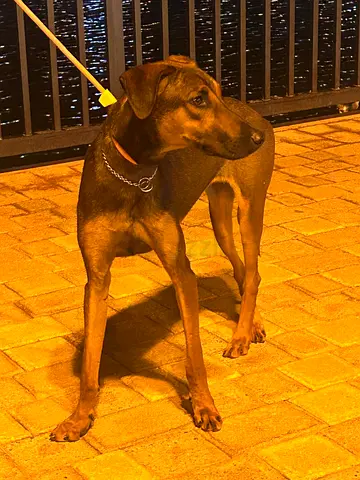 Full free adoption dog