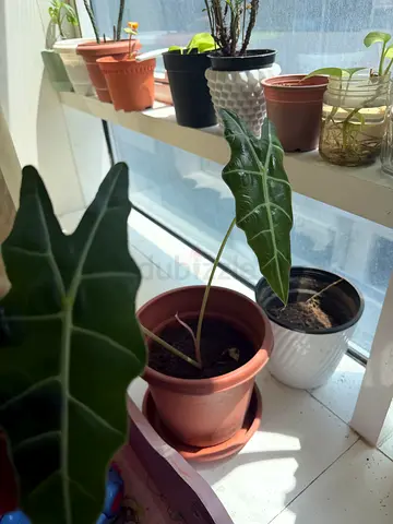 Alocasia plant