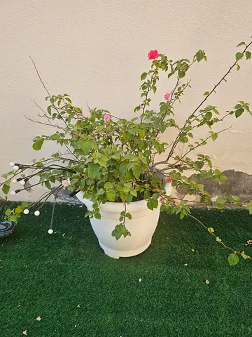 Potted outdoor rose plant in white plastic planter (used)