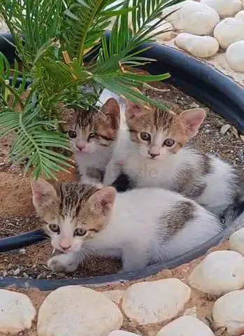 Adorable cats for free adobtion