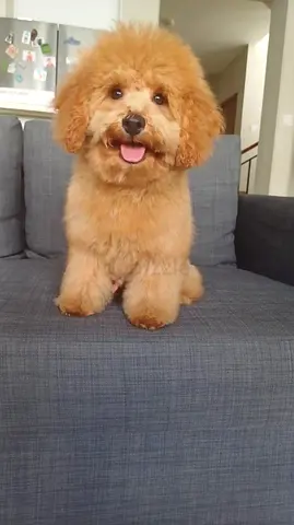 Toy Poodle looking for a loving home