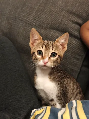 Young tabby kitten looking for a loving home - friendly and playful