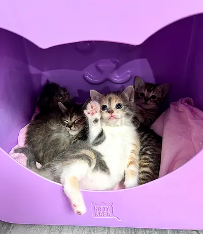 Kittens