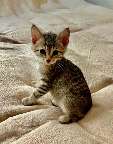 Free adoption- Kittens- help rescuers