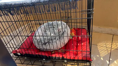 Big Pet Wire Cage (Rabbit/cat/dog) - Good Condition