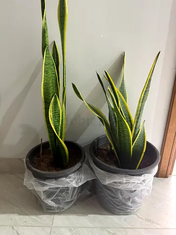 Two Sansevieria (Snake Plant) Potted Plants - Healthy Indoor Greenery
