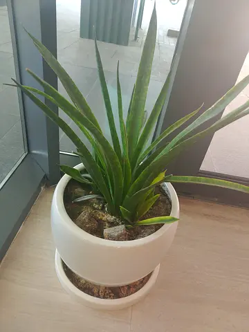 Snake Plant