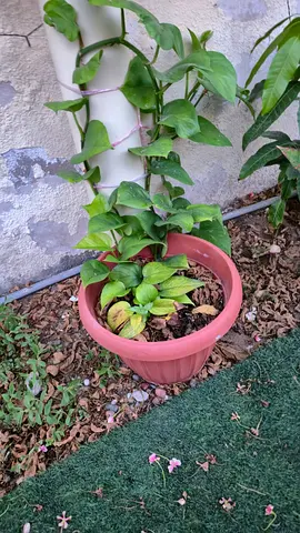 Potted Money Plant (Epipremnum aureum) - Healthy Climbing Vine, Ready to Re-pot