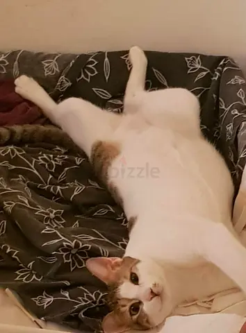 Cat for free