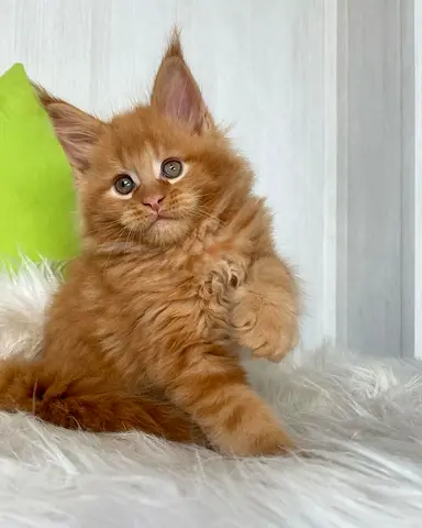 Mainecoon Kitten For Rehoming