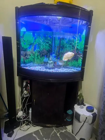 Aqurium with fish and big filter