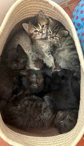 Kittens free for adoption