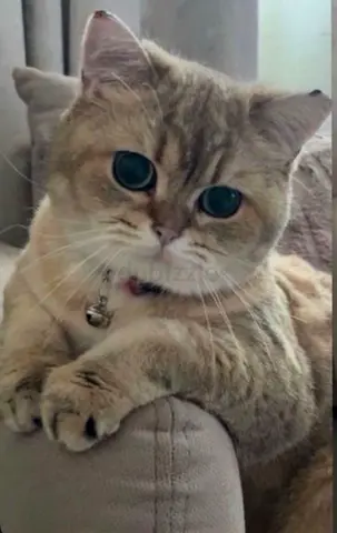 Cat for adoption