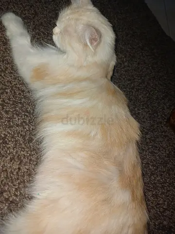Cat for free adoption