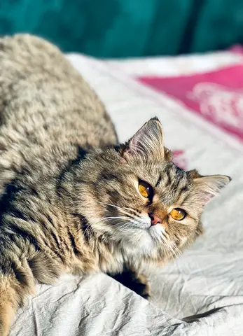 • Stunning Doll-Face Persian Mix – A Majestic Fluffy Companion