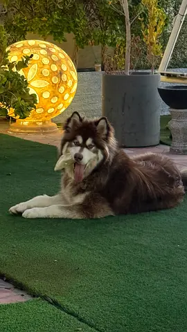 Friendly Alaskan Malamute looking for a new home (adult, vaccinated, nurtured)