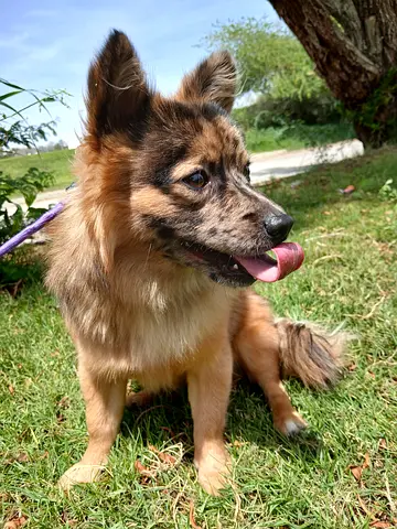 Purebred German spitz