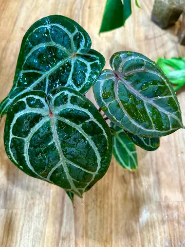 Anthurium Doc Block F3 🔥  Aed500/-. Pickup near financial center metro. Delivery can be arranged