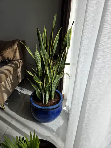 Indoor Snake plant