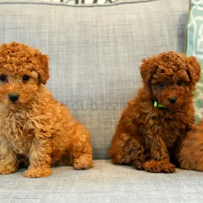 poodle puppies
