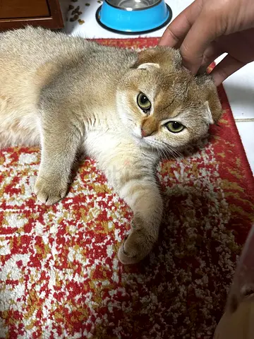 Friendly Scottish Fold Cat — Looking for New Home