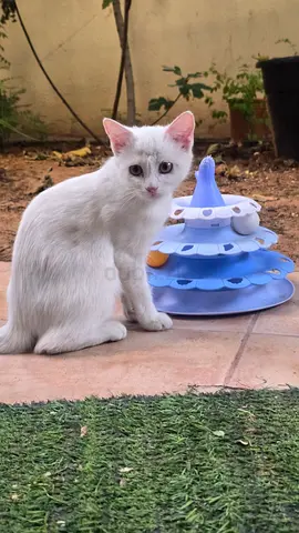 Young Scottish mix kitten is looking for a new home - Free adoption- serious adopters only