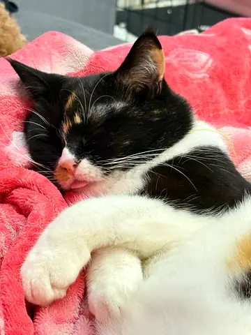 Cat for adoption