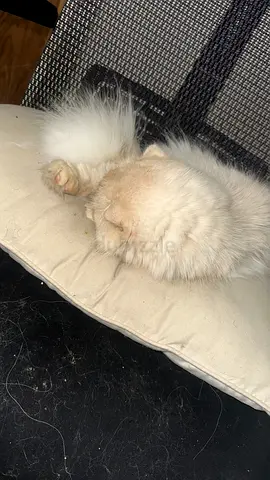 Fluffy white Scottish Fold kitten available for adoption