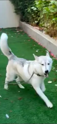 Dog for free husky male